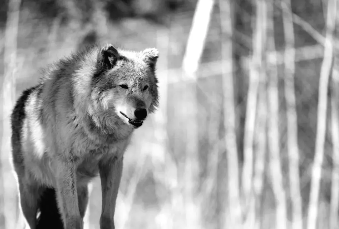 Вовк став останньою жертвою кампанії помсти Трампа, за даними Колорадо