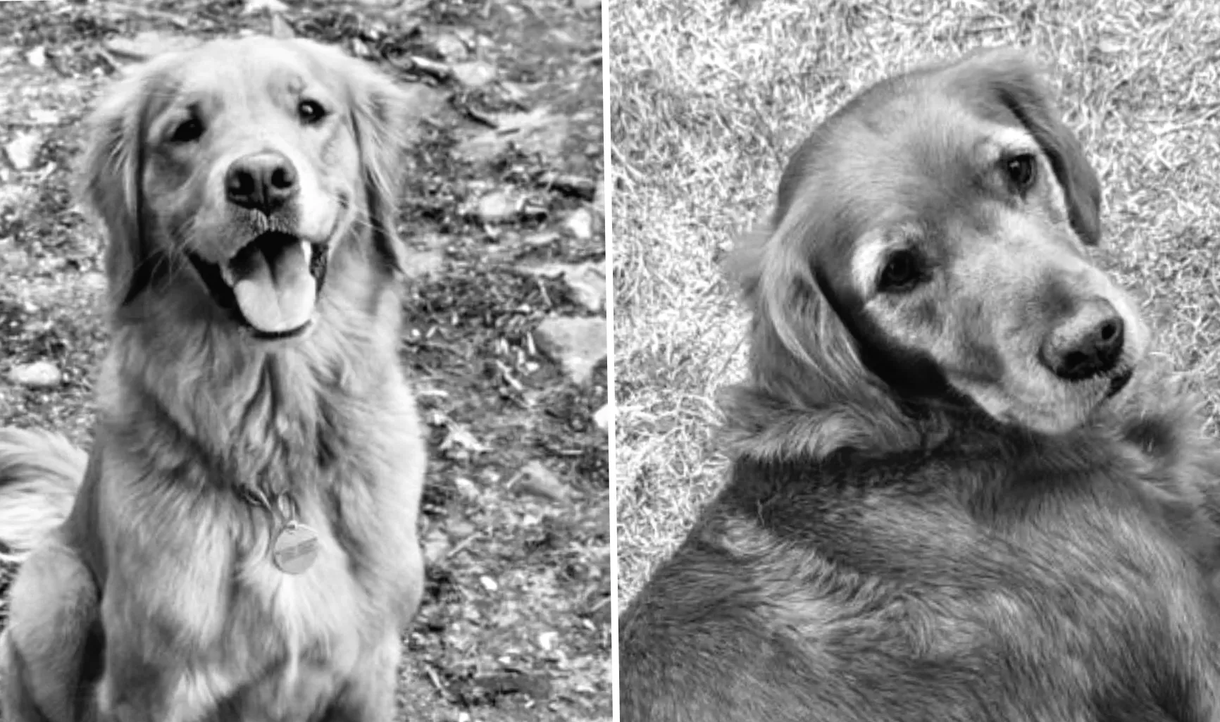 Поліція просять допомогти знайти золотистих ретриверів