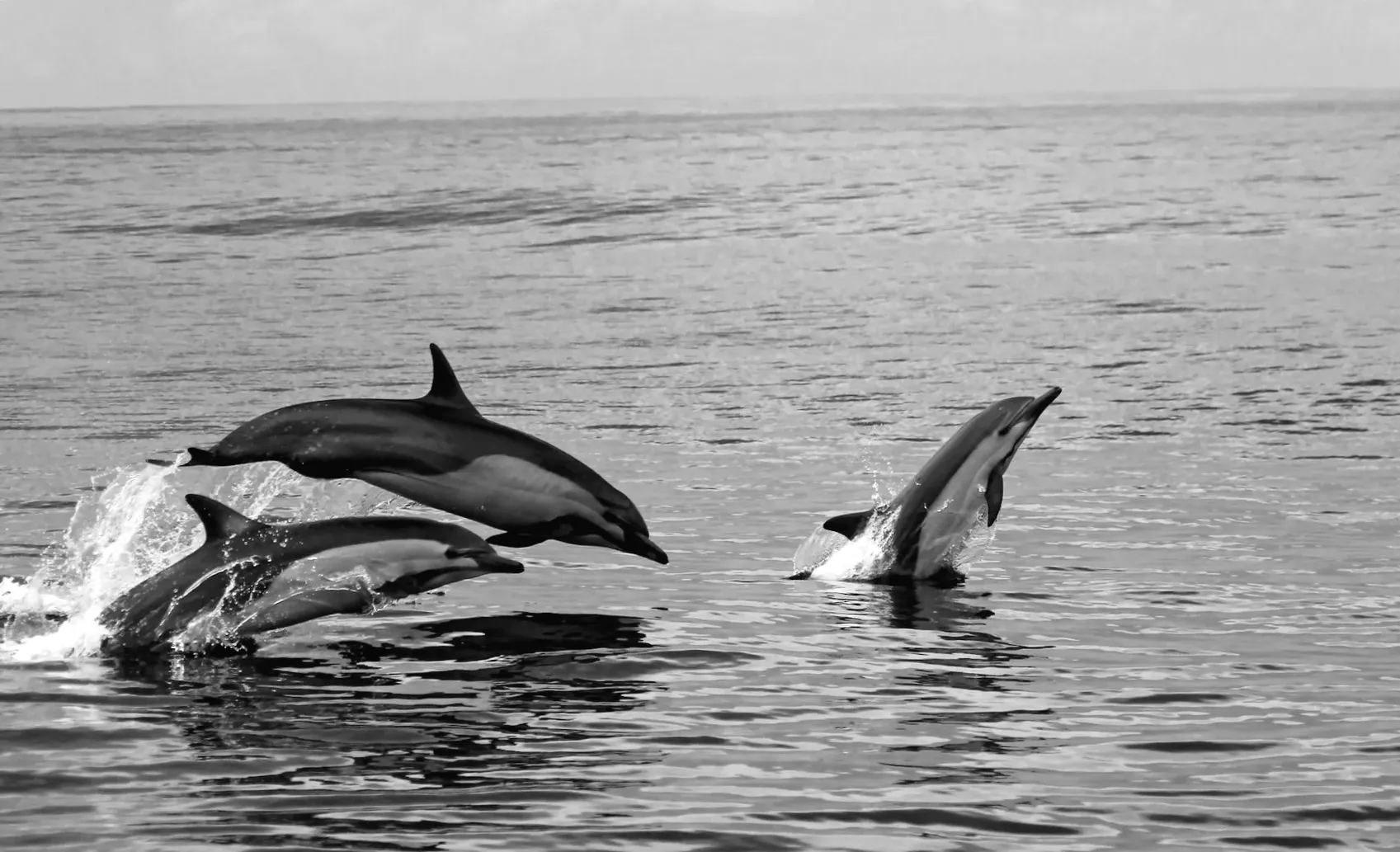 Дослідники налякалися тривожного нового тренду у поведінці китів та дельфінів: "Нам потрібно зрозуміти, чому це відбувається"