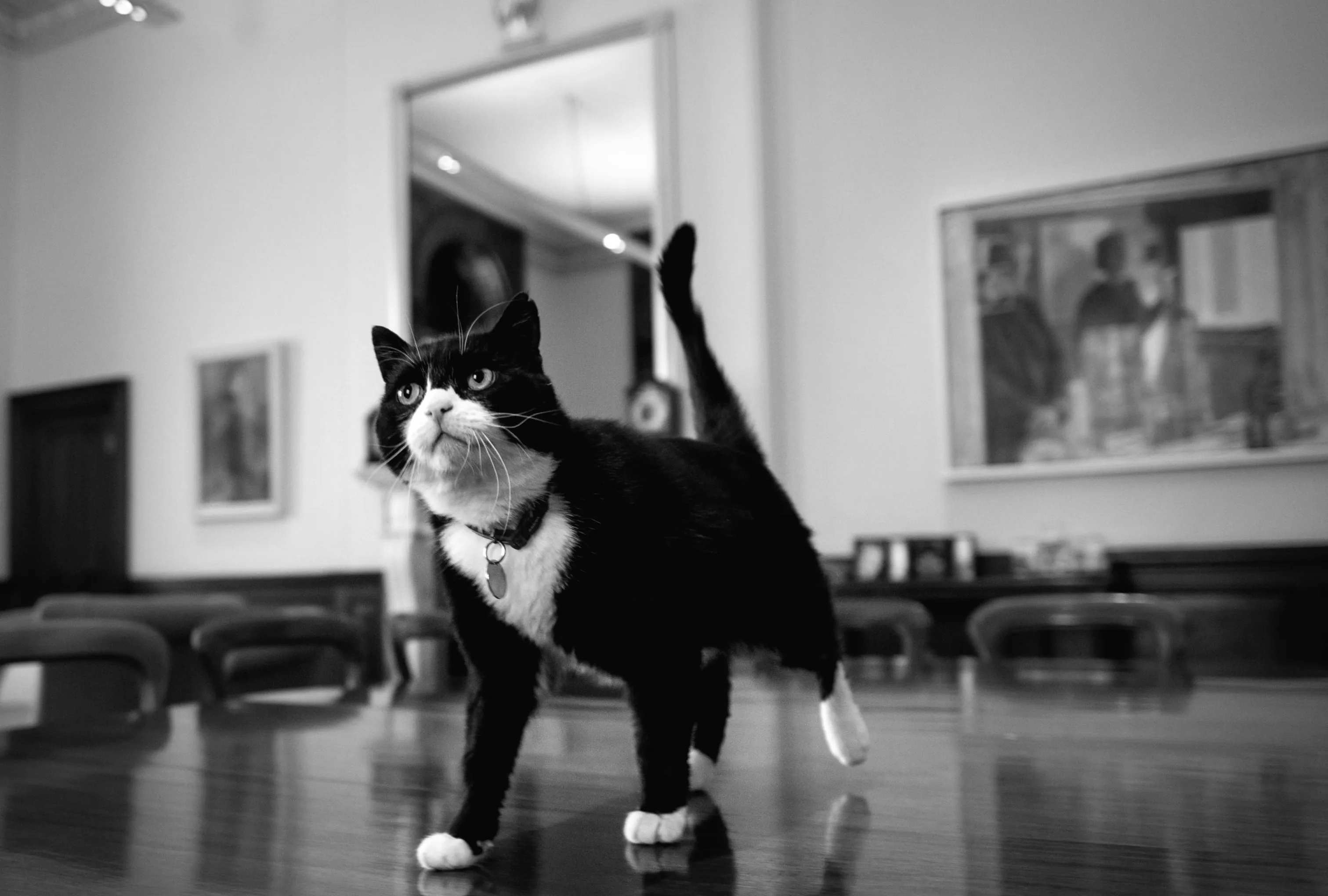 Помер Палмерстон, один з найкращих "диплокотів" Великої Британії, у Бермудах