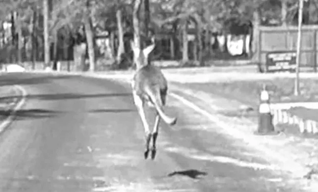 Кенгуру втекло від власника у Клівленді, Техас