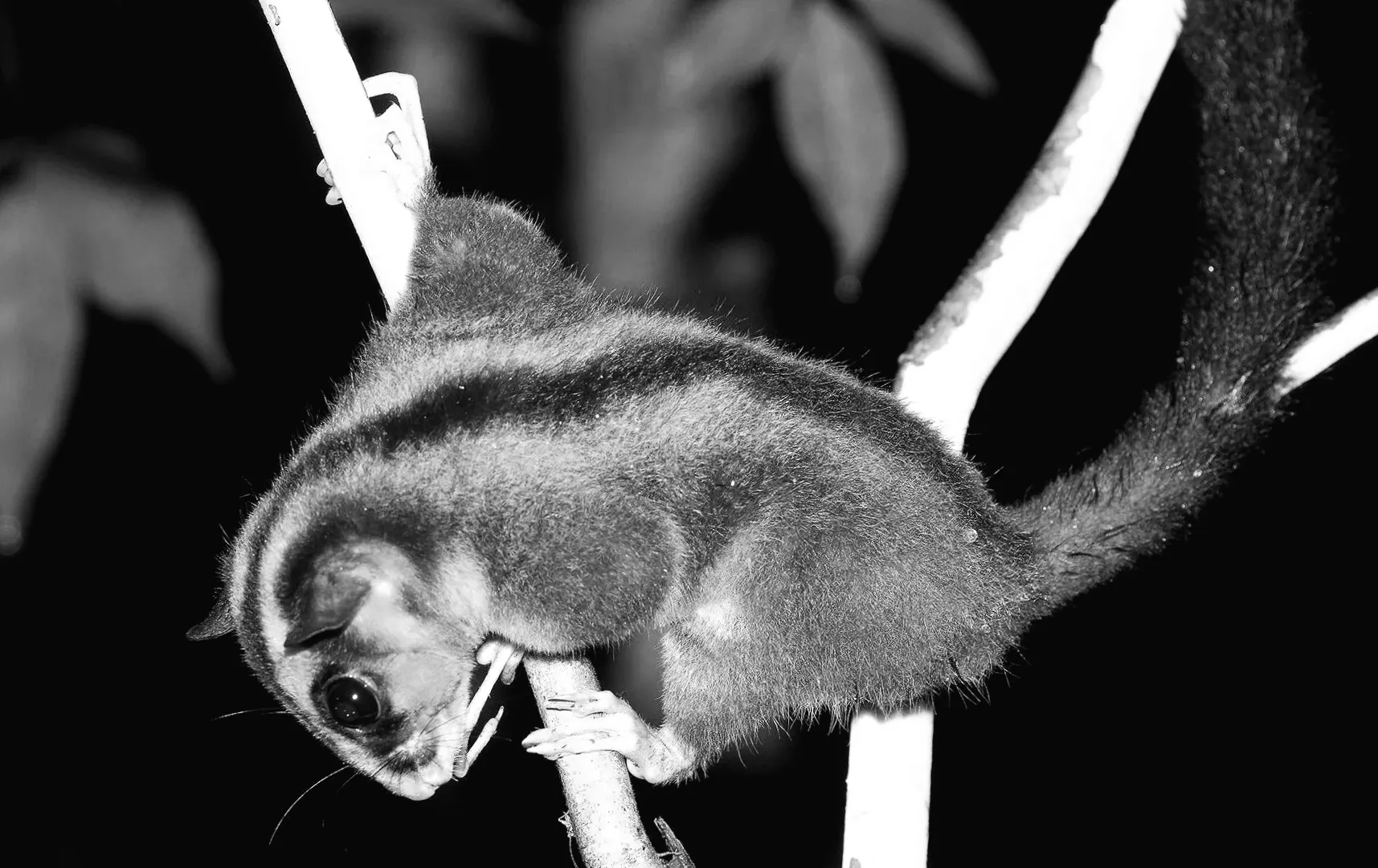 У Заходному Папуа знайшли маленького ведмедика та летючу білку, вважаних вимерлими 6,000 років