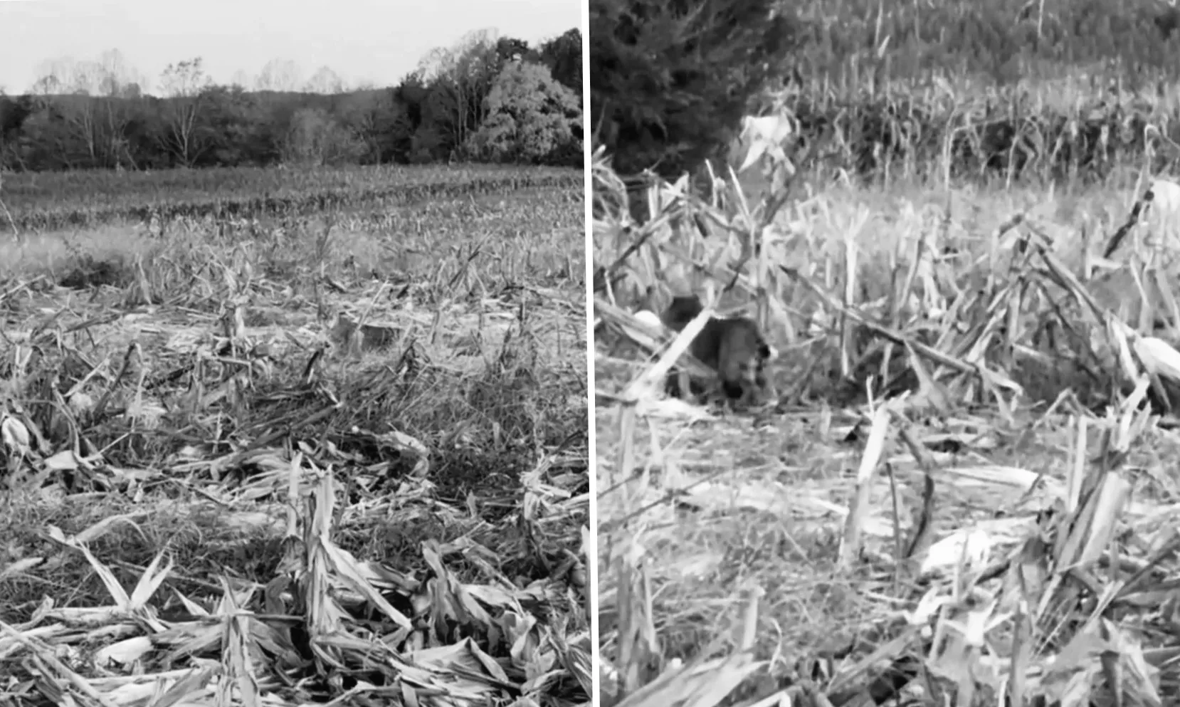 Водій зафіксував неймовірне відео дикого хижака, який стрімко перетинав дорогу: "Не побачив його, поки він не рухнувся"