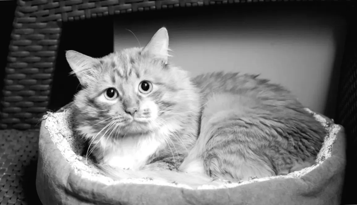 Кішка, яка не зацікавлювала в притулку, отримала найкращий сюрприз