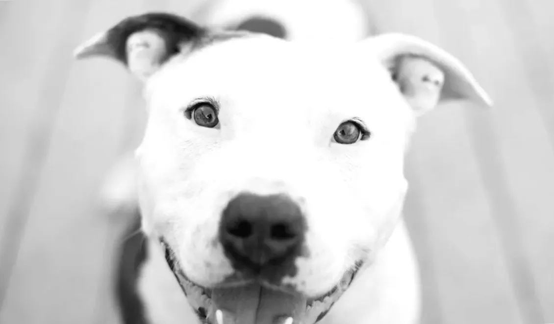 Піт-буль, який обожнює любов, стрибає в автомобіль незнайомця, щоб попросити допомоги після зникнення бездомного батька.