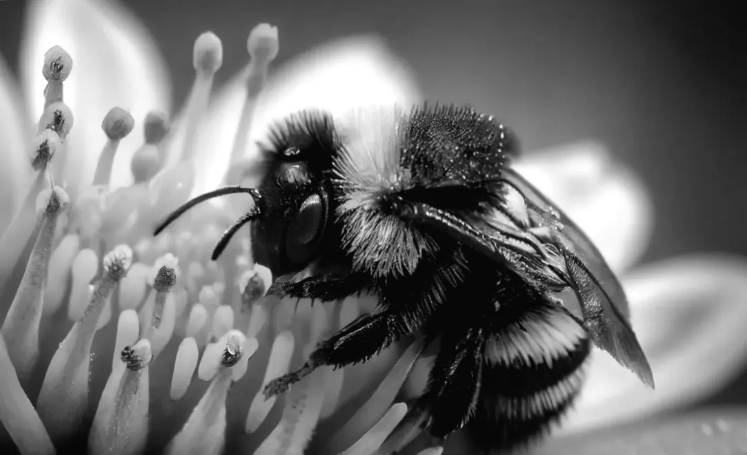 14 тварин, яких заборонено торкатися за законом