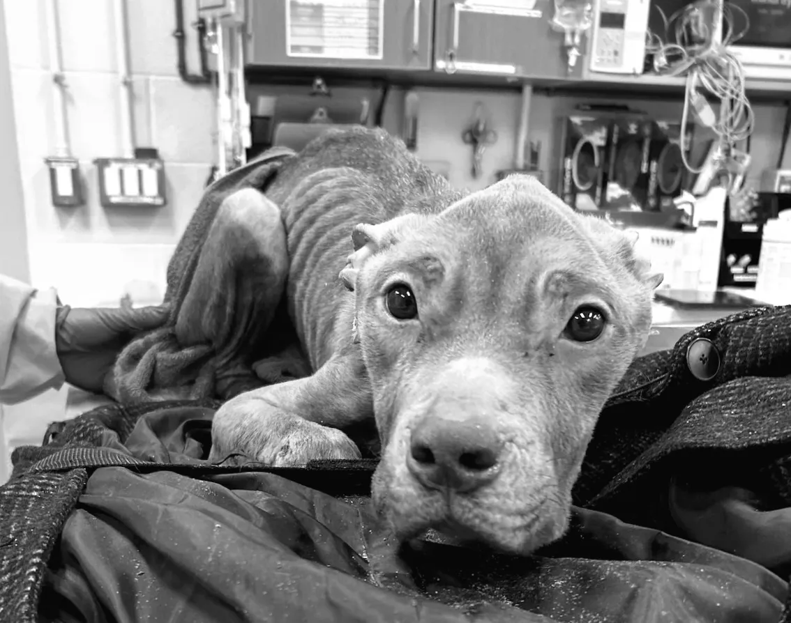 MSPCA шукає власника собаки, яка майже зголодніла до смерті, і була привезена до лікарні