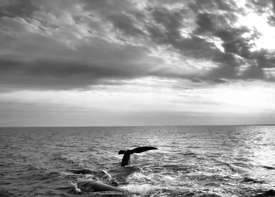 Які уроки можна взяти з зоопланктону?