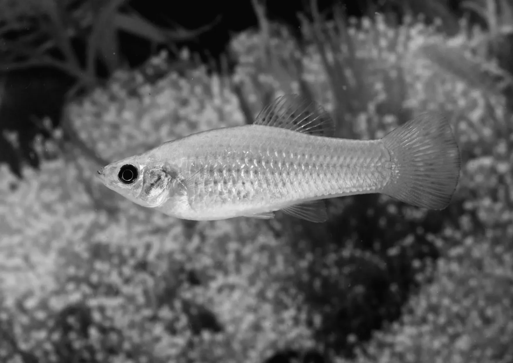 Ця риба клонує себе протягом 100 тисяч років. Науковці лише що розгадали як.