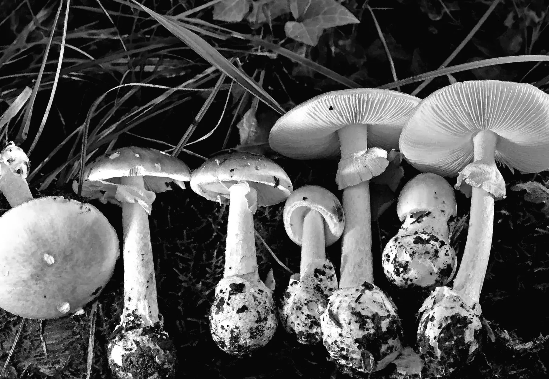 Чоловік помер після поїдання "найсмертельнішого гриба" у світі, попереджають урядовці Каліфорнії про "небачене спалах"