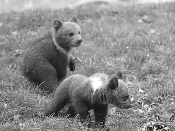 Знайдено три ведмеженята після того, як матір вбита в Словаччині