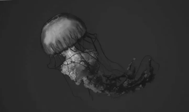 NASA вислав у космос 2,478 медуз для вивчення гравітації