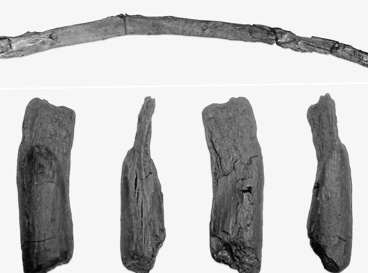 Найдені найстаріші у світі дерев'яні інструменти, створені давніми людьми 430 000 років тому