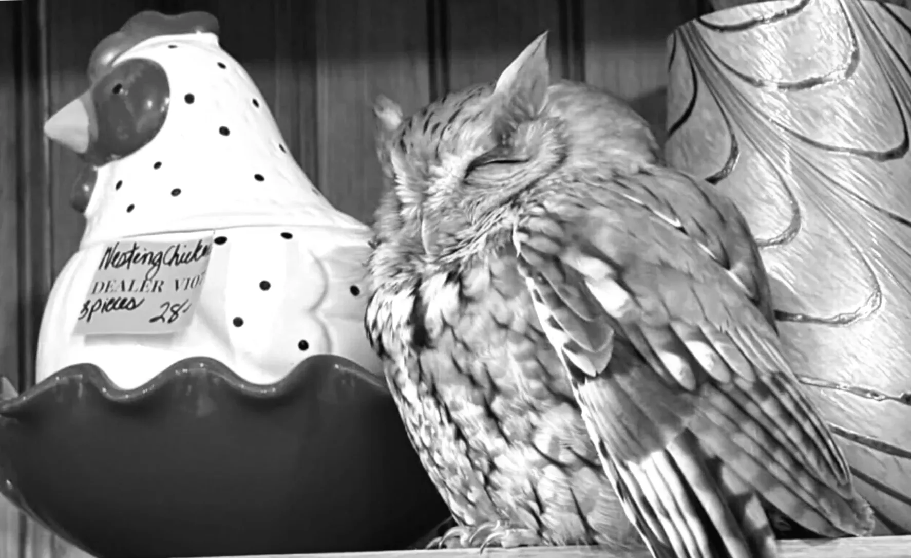 Сонна сова виявлена серед речей на полиці антикварного магазину в Нью-Йорку