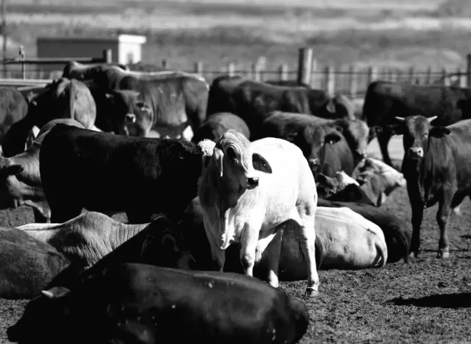 Південна Африка випускає власну вакцину проти стопи та роту через поширення інфекцій