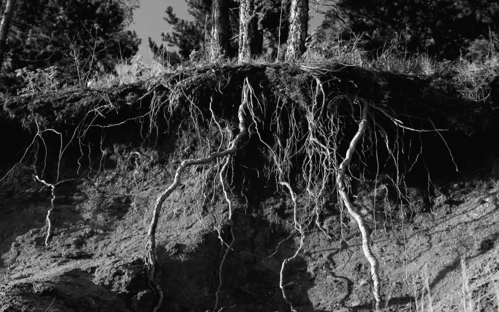 Дослідник зробив шокуюче відкриття про ігнорованого комаху: "Я був абсолютно вражений"