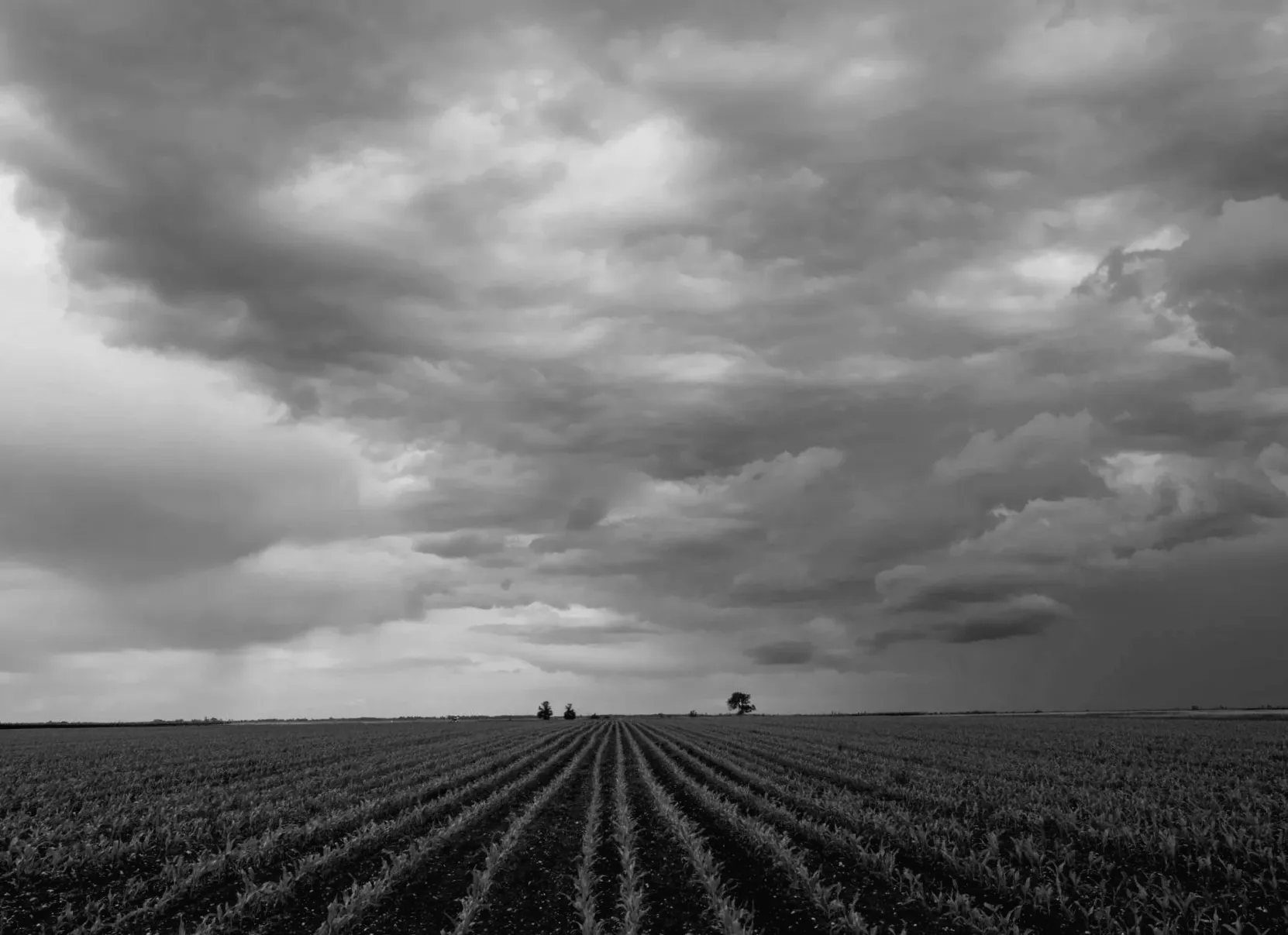 Фермери розчаровані після того, як сувора погода знищила важливі врожаї: "Майже рік догляду був повністю втрачений"