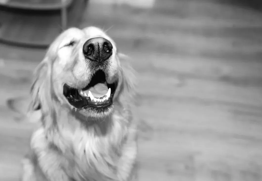 Батько собаки ділиться дивними речами, які його золотистий ретривер вчинив, і це те, що нас всіх тут цікавить