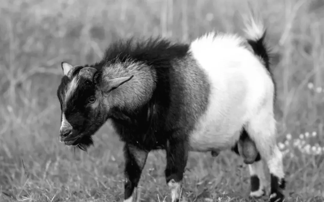 Бик і карликова коза - найкращі друзі, які неймовірно милі разом