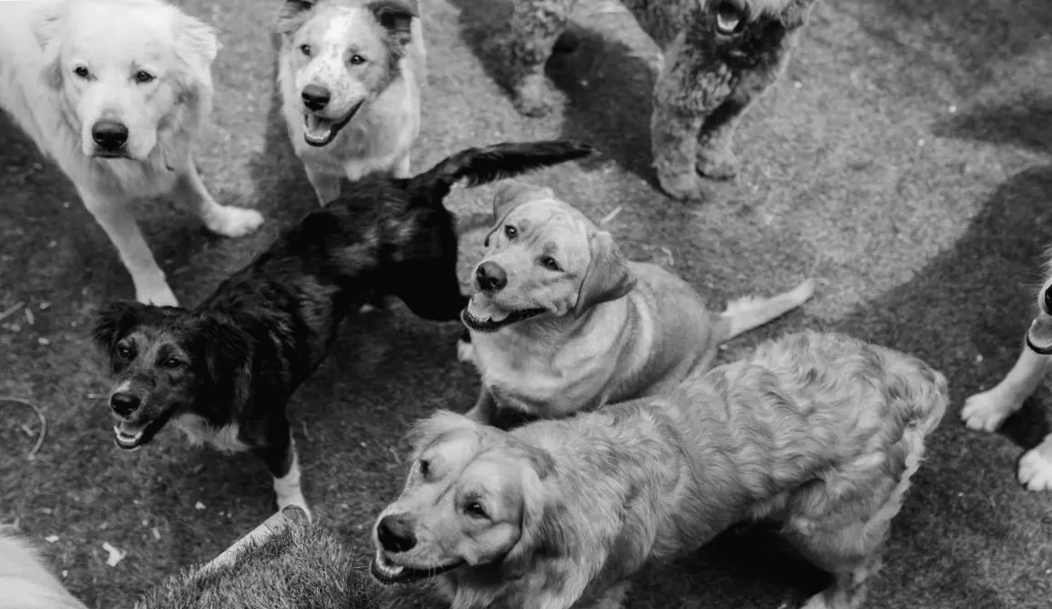 Відео зі списком собак у денному догляді - це переповнення милосердя.