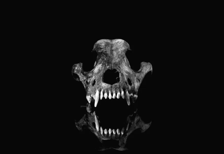 Що нам розкаже череп 11-ти тисяч років старого пса про сучасних собак