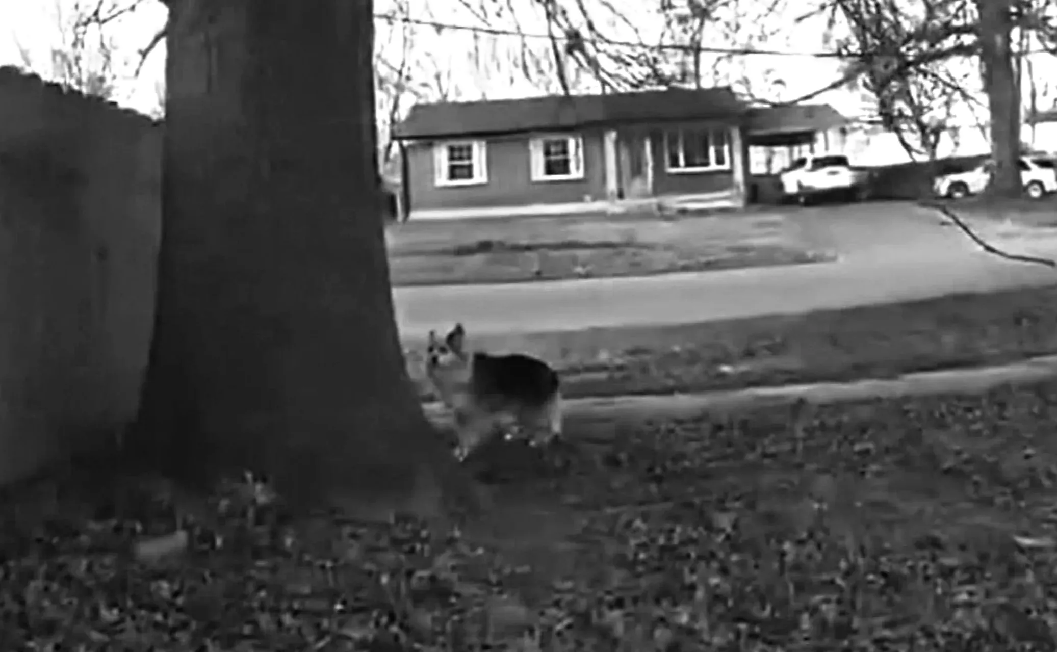 Собака-герой допомагає поліції знайти і врятувати зниклого тримісячного хлопчика