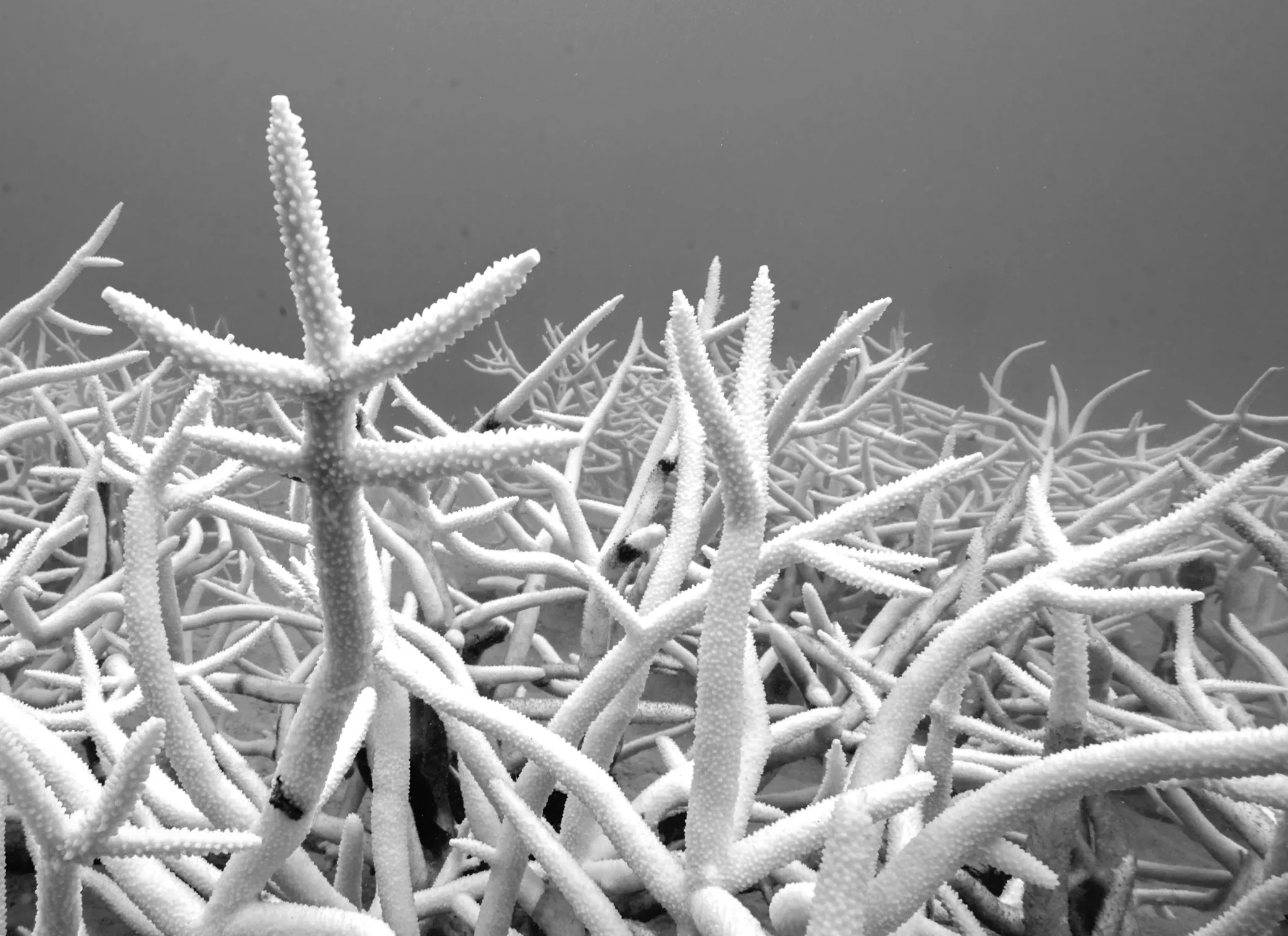 Понад половина коралових рифів у світі вибелені, незворотні пошкодження, попереджується: дослідження