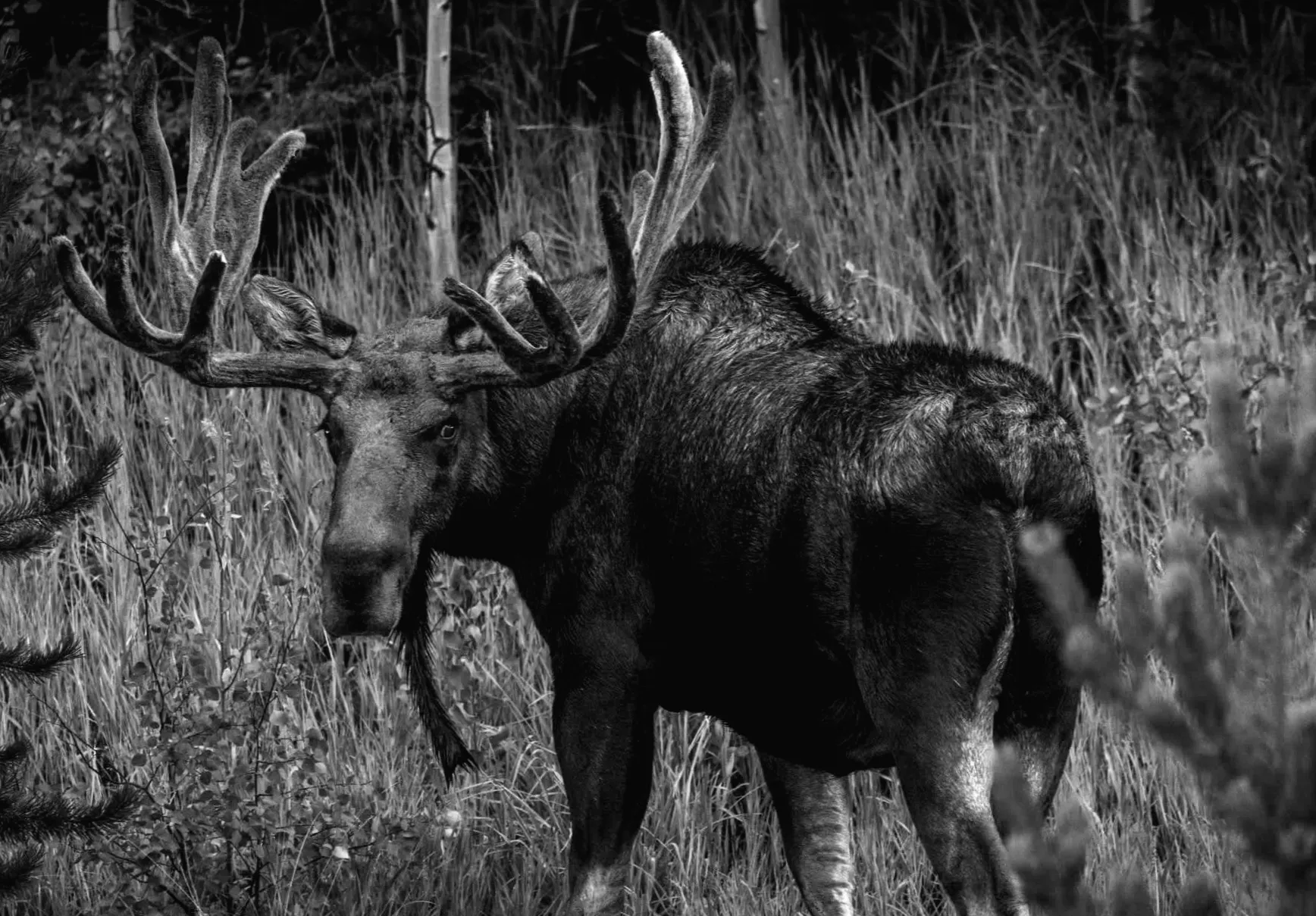 Турист отримав швидку відповідь після наближення до лося: "Заслужено"