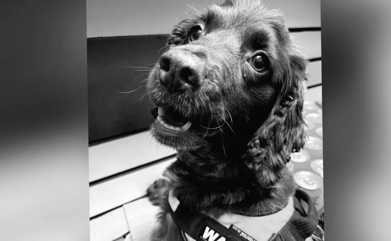 Пес Дора виявила сховок цигарок