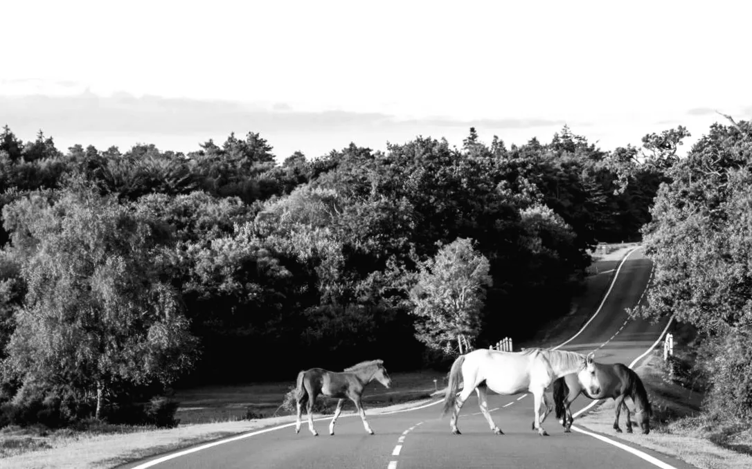 Число поні на дорозі зросло
