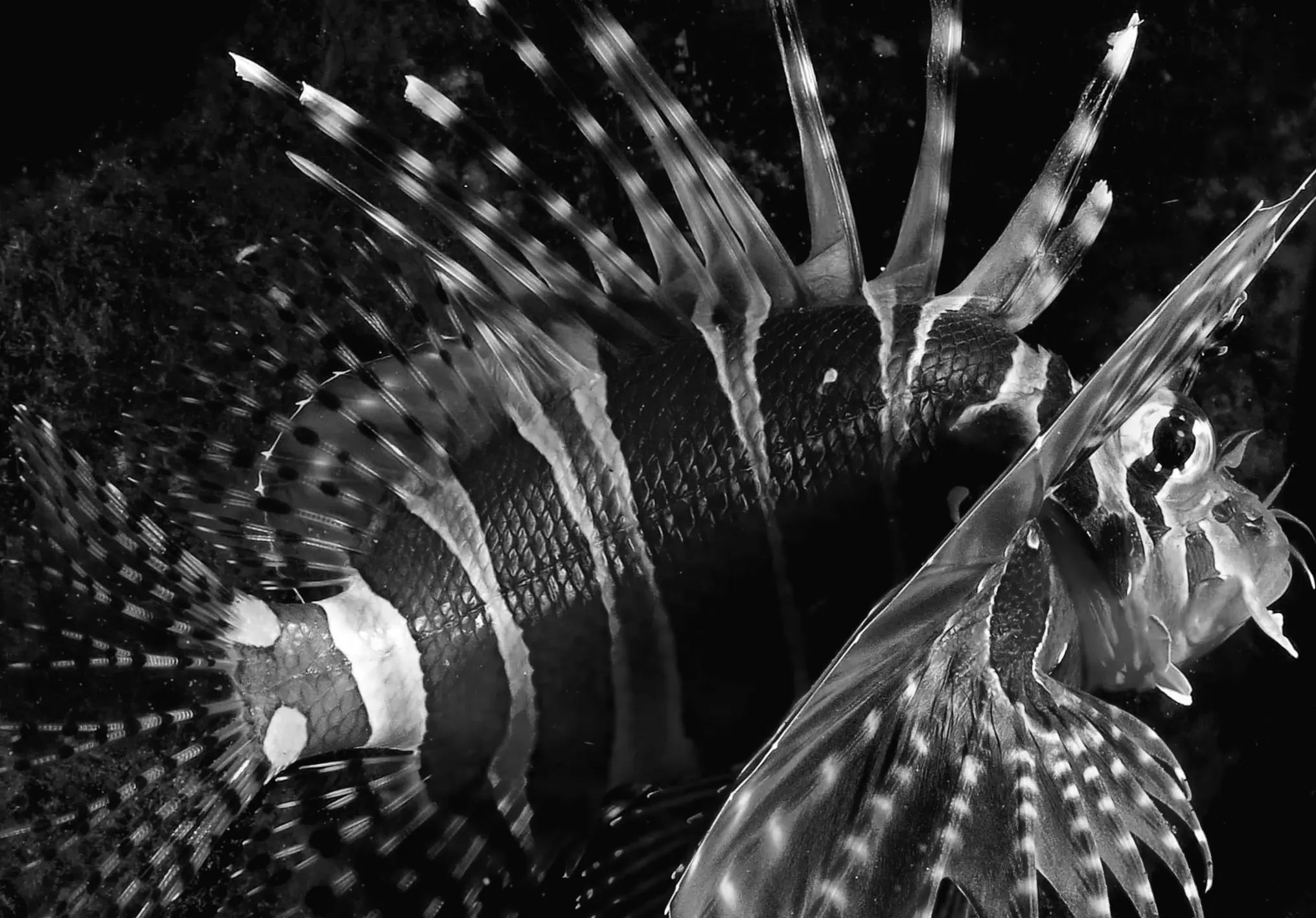 Швидко поширюється левій риба-лев і вчені радять її споживати