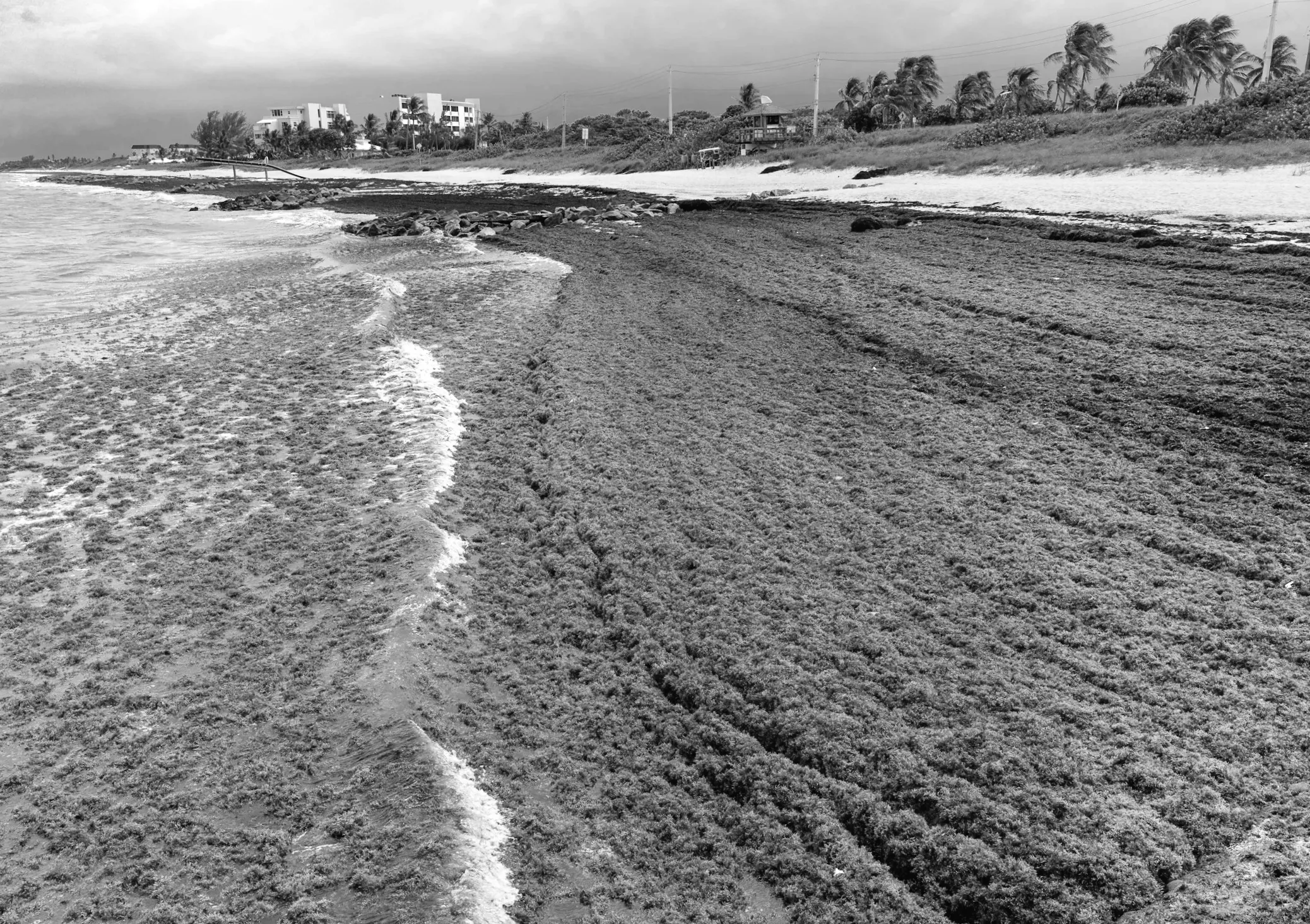 Криза водоростей: За накоплением саргассума на пляжах Флориды последует увеличение затрат