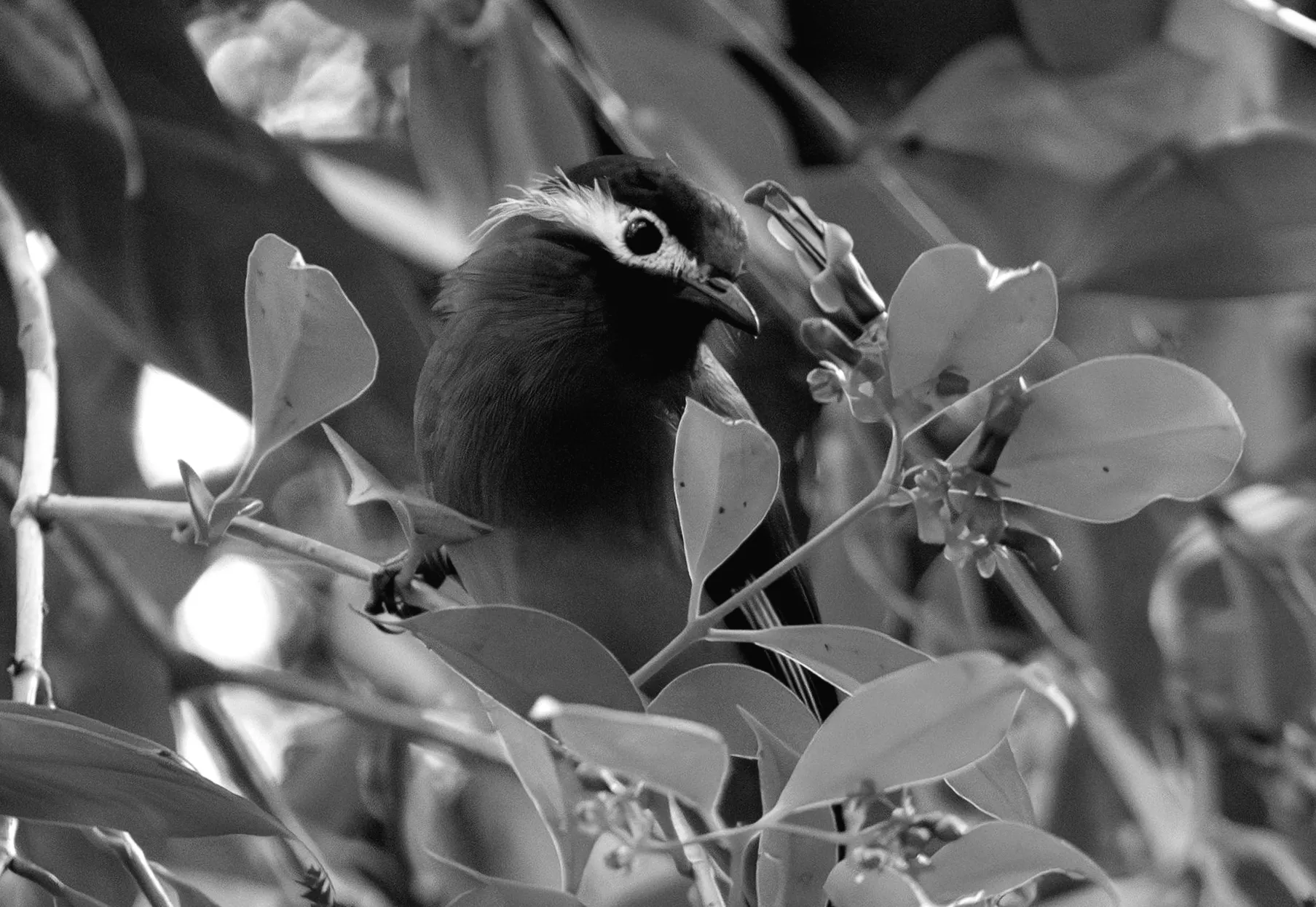 Квітка в Азії порушує закони еволюції, дивуючи вчених