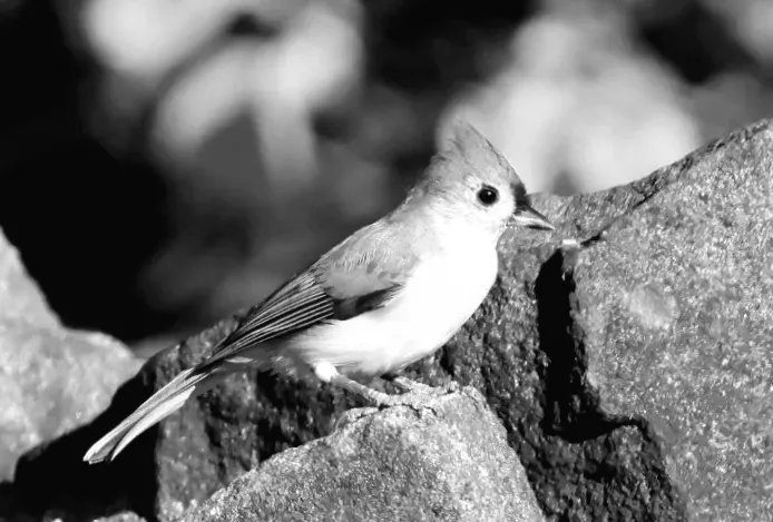 Дослідження: Шумні люди шкодять птахам і впливають на успішність розмноження