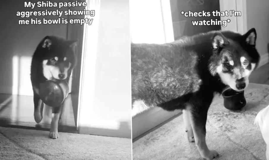 Відео: Собака робить важливу річ, кидаючи порожню миску раз за разом