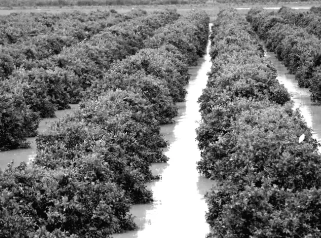 Після суворої посухи повені завдали шкоди сільськогосподарській землі в Марокко.