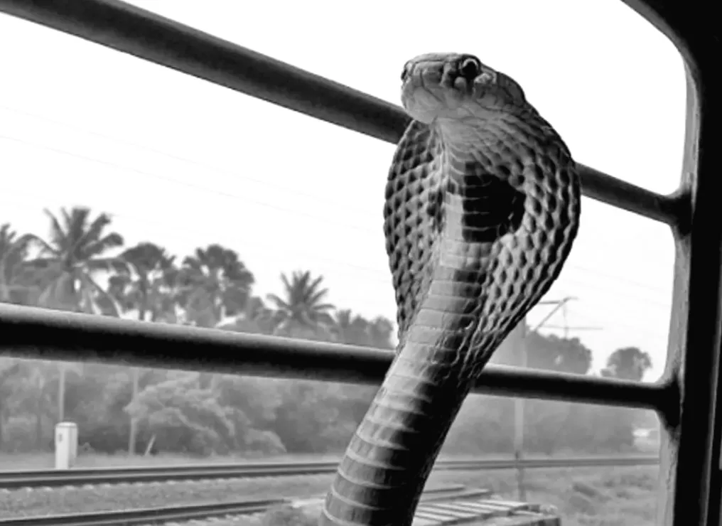 Кобри на поїзді: як королівські кобри поширюються по Індії через найбільшу залізничну мережу світу