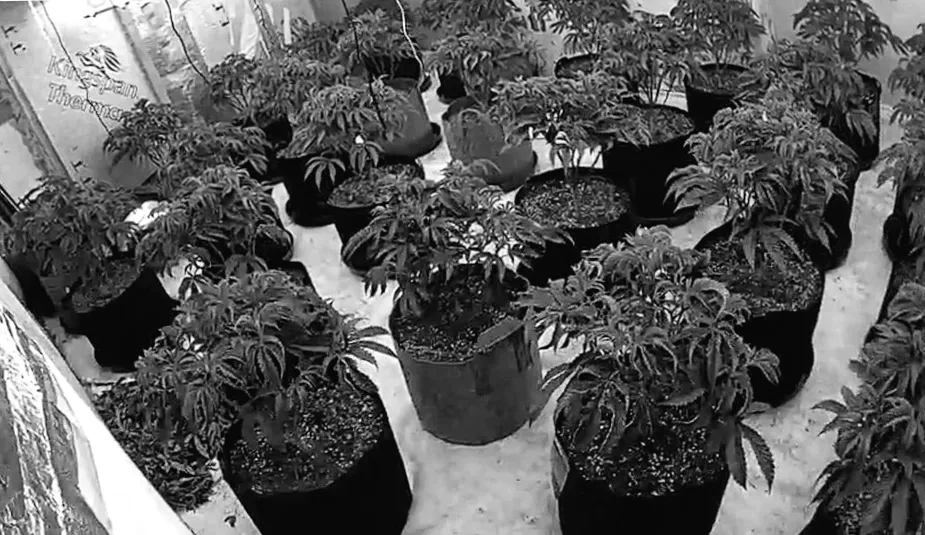 Чоловіка затримано, під час обшуку вилучено 211 рослин коноплі