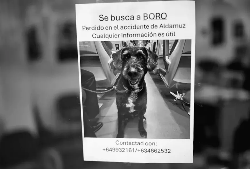 Соцмережі допомагають знайти Боро, собаку, яка вижила після потягової катастрофи в Іспанії