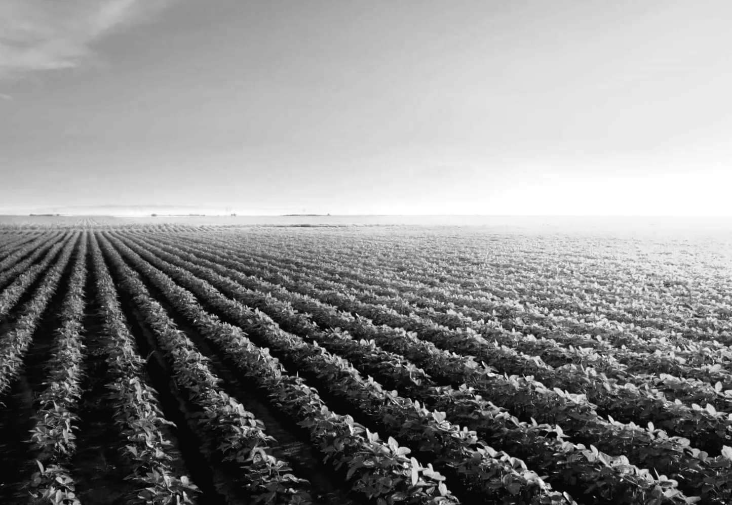 Розквіт сої в п'ятницю: ціни зростають