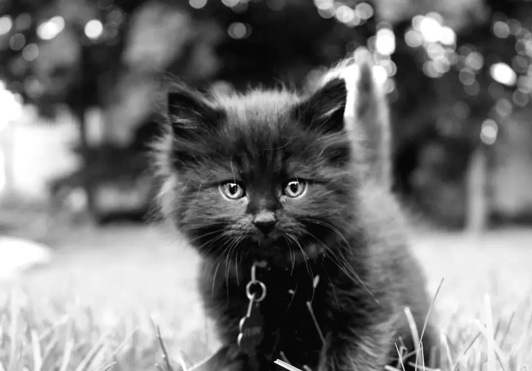 Загублене чорне кошеня знайшло нову родину і розцвілощує разом зі своєю новою сім'єю