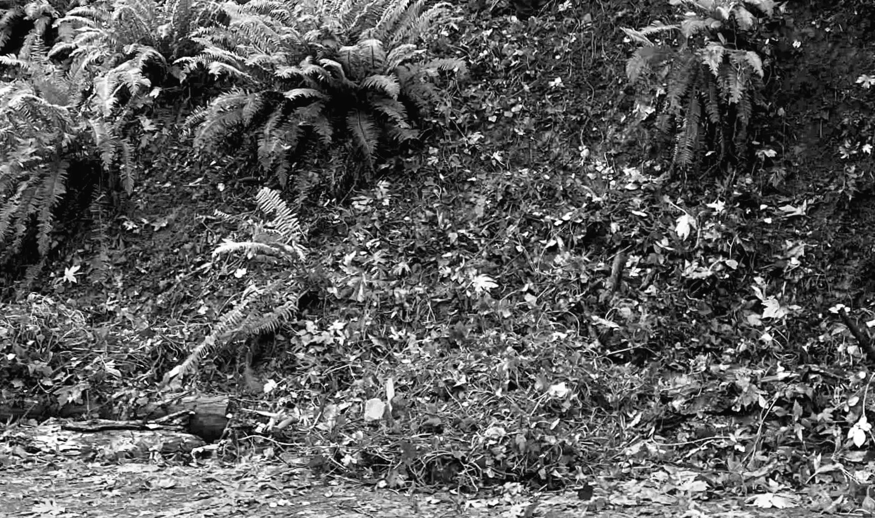 Добровольці об'єднуються, щоб боротися з небезпекою у улюбленому парку: "Ви всі - герої"