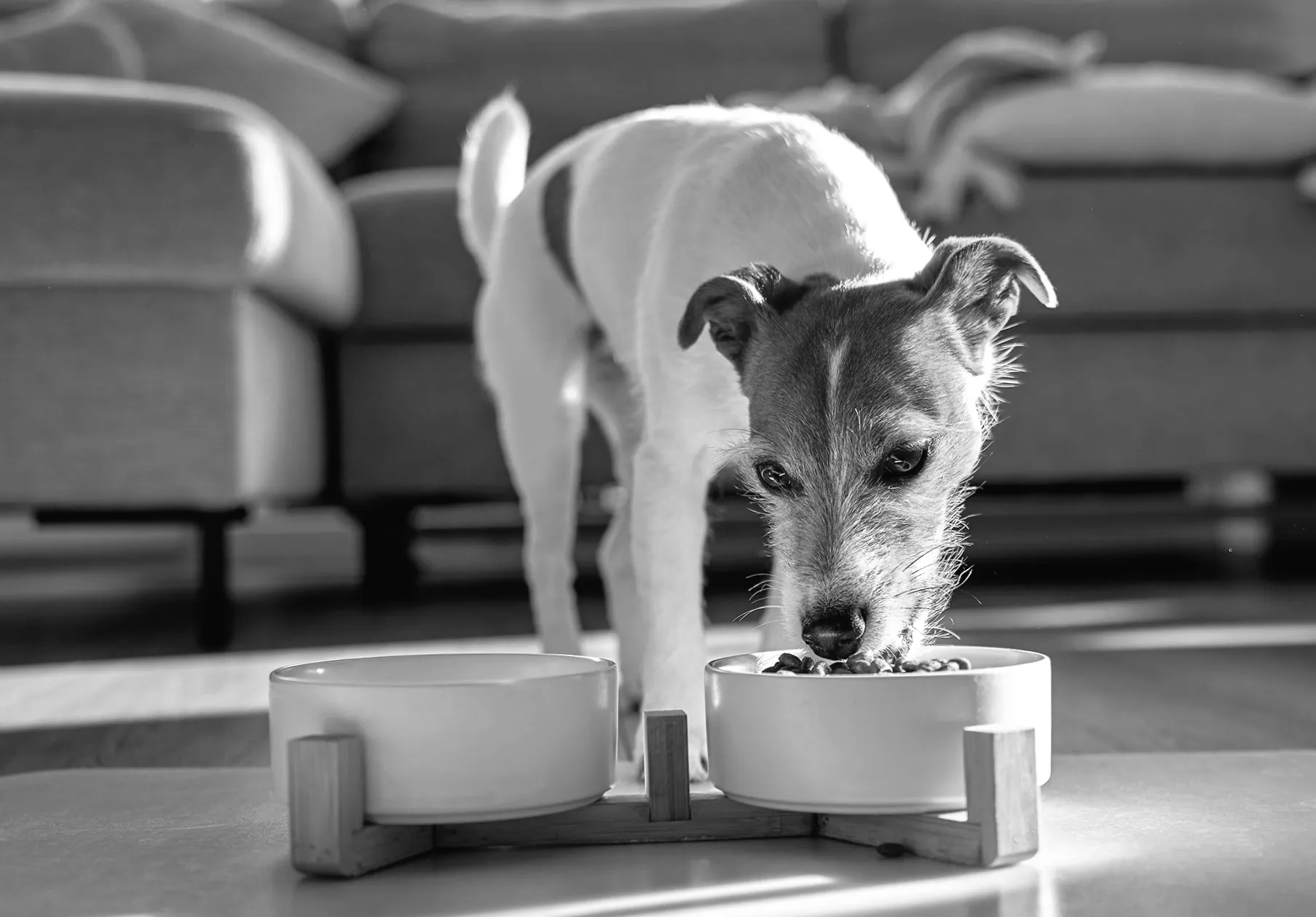 Проблеми з кормом для собак, зростання витрат на опалення, виявлене нове портрет: Огляд новин дня