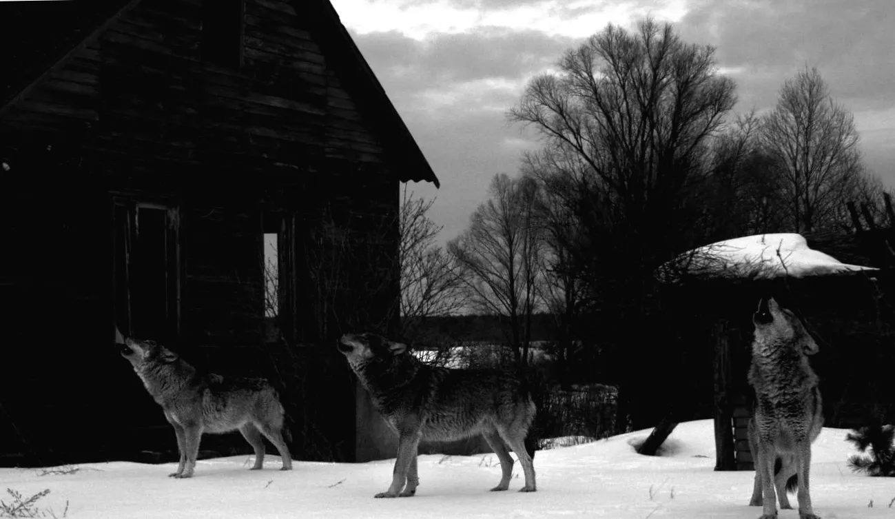 Мутантні вовки Чорнобиля вижили від раку, еволюціонувавши