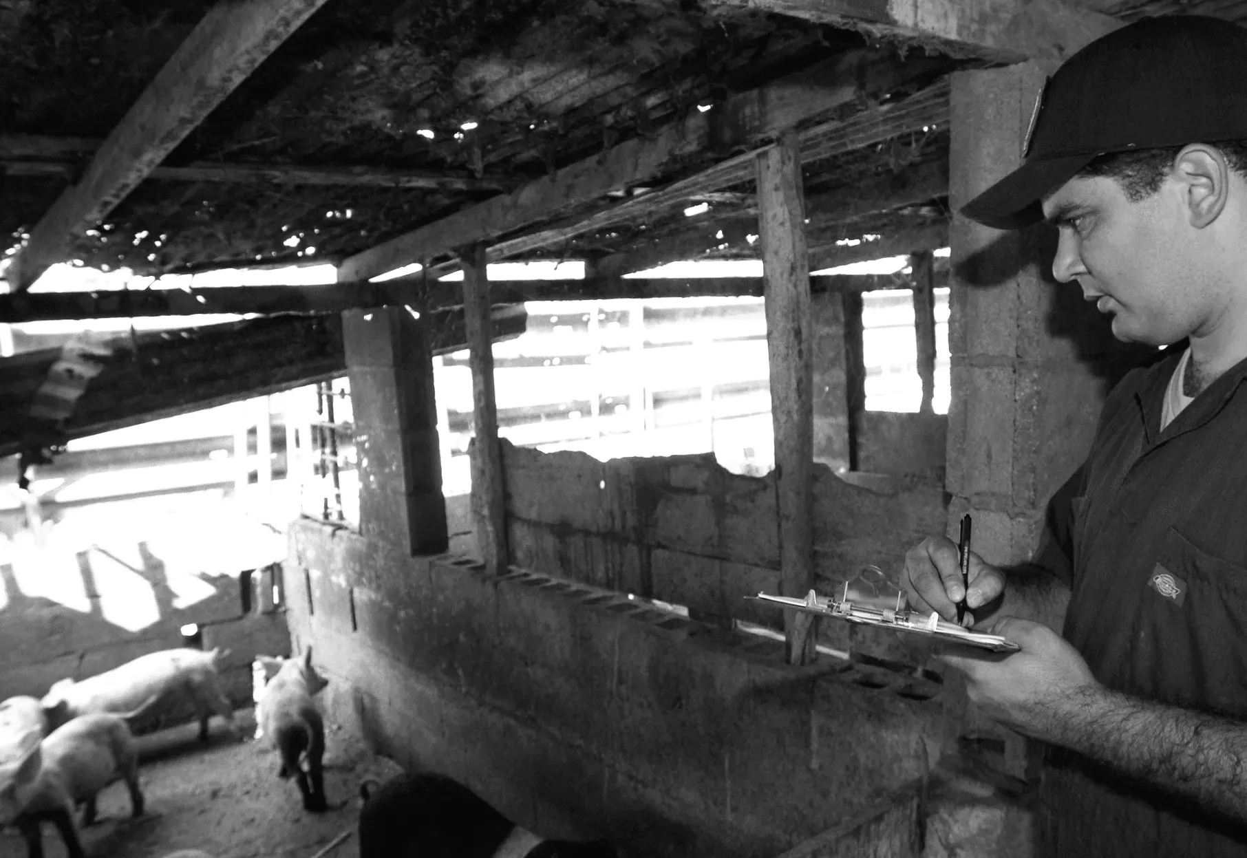 Чому сьогоднішній пильний нагляд захищає наших свиней від африканської чуми свиней завтра