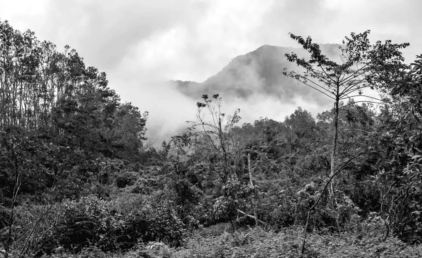 Посадовці вражені від перших у своєму роді знімків рідкісної тварини на камеру: 'Найважливіший результат'
