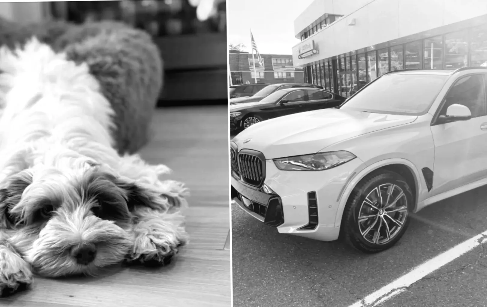 Викрадений вантажівка призвела до зниклого цуценяти, емоційне відновлення в Нью-Джерсі