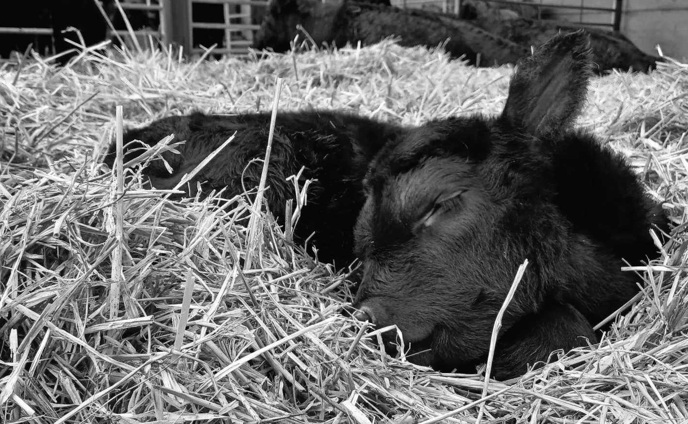 Перша телятка року вітає фонд дикої природи