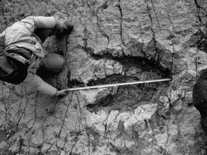 Новий метод штучного інтелекту допомагає визначити, який динозавр залишив сліди