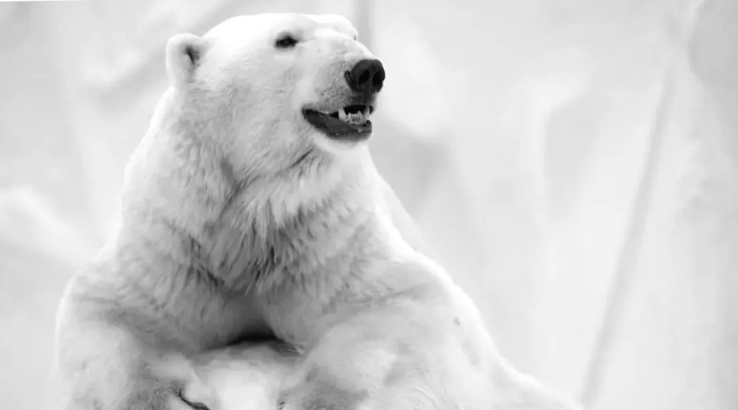 Титани Арктики відчувають вільне падіння: боротьба за порятунок полярних ведмедів під час зникнення льоду